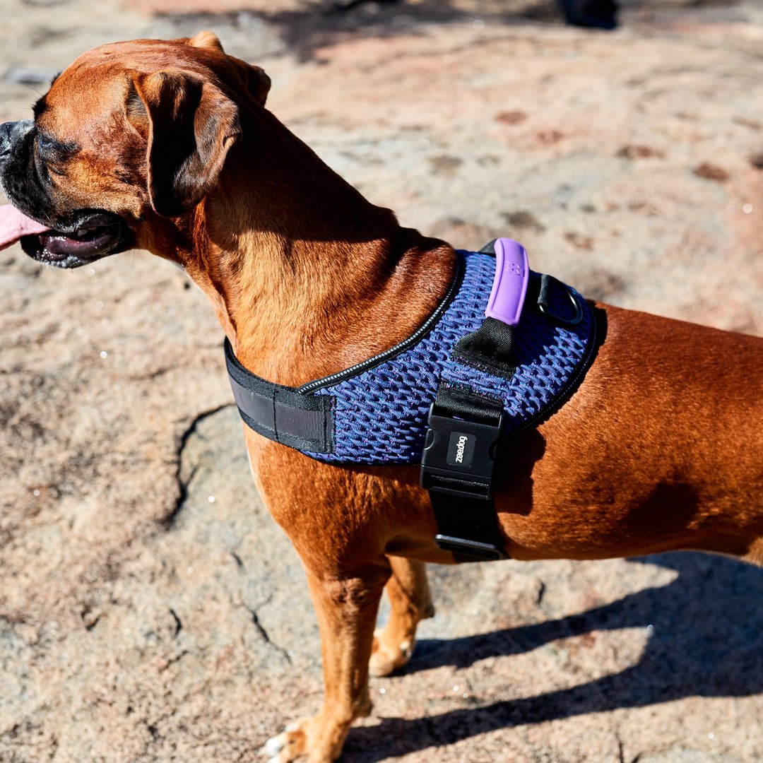 ZEEDOG WICKED FLYHARNESS ARNES3