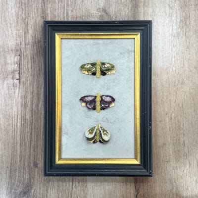 Kit insectario mariposas + clase online