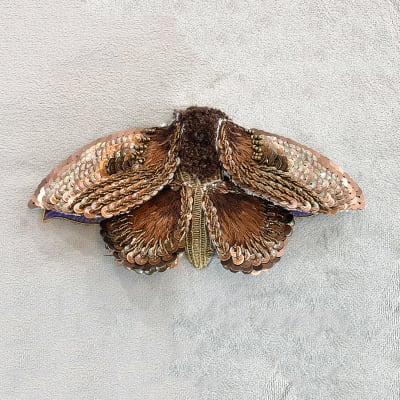 Kit Mariposa Monarca