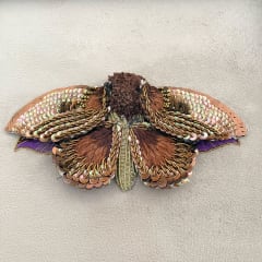 Kit Mariposa Monarca