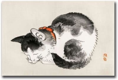 Gato durmiendo (Ilustración)