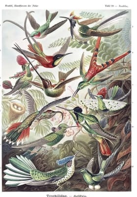 Haeckel Ascidias (Ilustración)