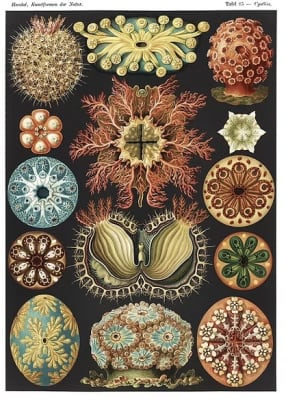 Bearsdley Salome (Ilustración)