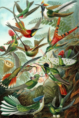 Haeckel Colibríes (Ilustración)