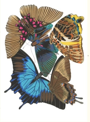 Seguy Magenta (Ilustración)