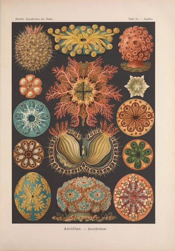Haeckel Ascidias (Ilustración)1