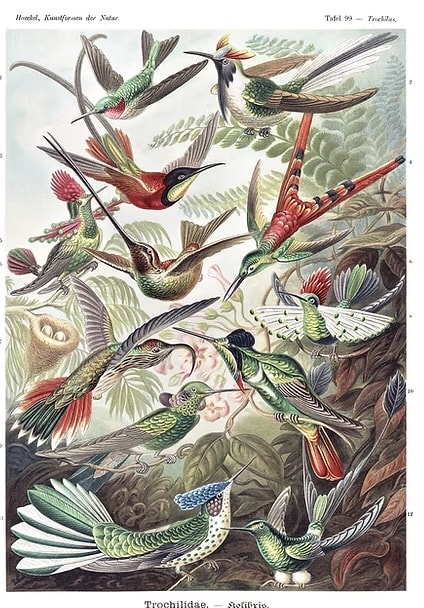 Haeckel Ascidias (Ilustración)3