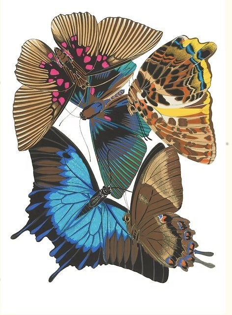 Seguy Magenta (Ilustración)2