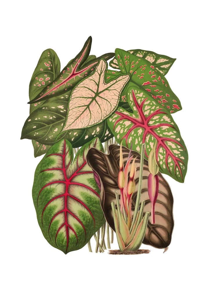 Caladium (Ilustración)1