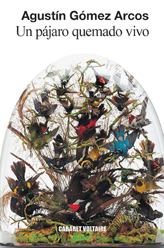 Un pajaro quemado vivo1