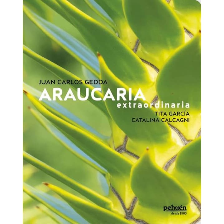 Araucaria extraordinaria4