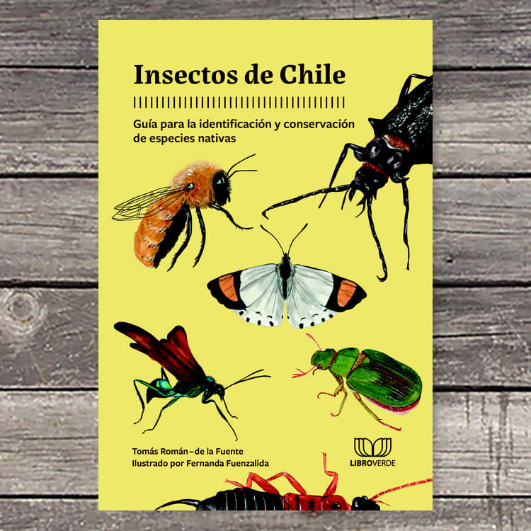 Insectos de Chile1