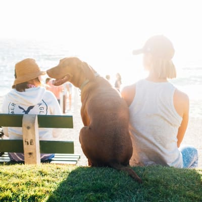 Que consideraciones debemos tener con nuestras mascotas al momento de viajar con ellas en vacaciones 