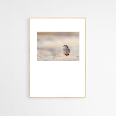 Cuadro Cometocino de dorso castaño