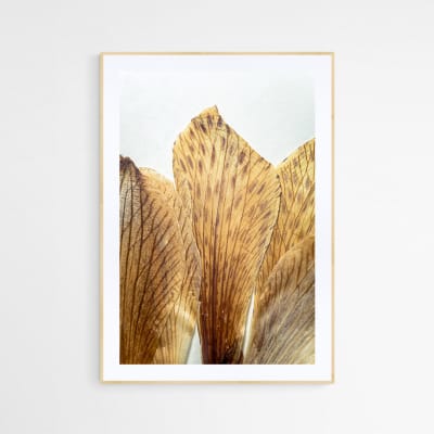Cuadro flor seca Alstroemeria Achirae 2