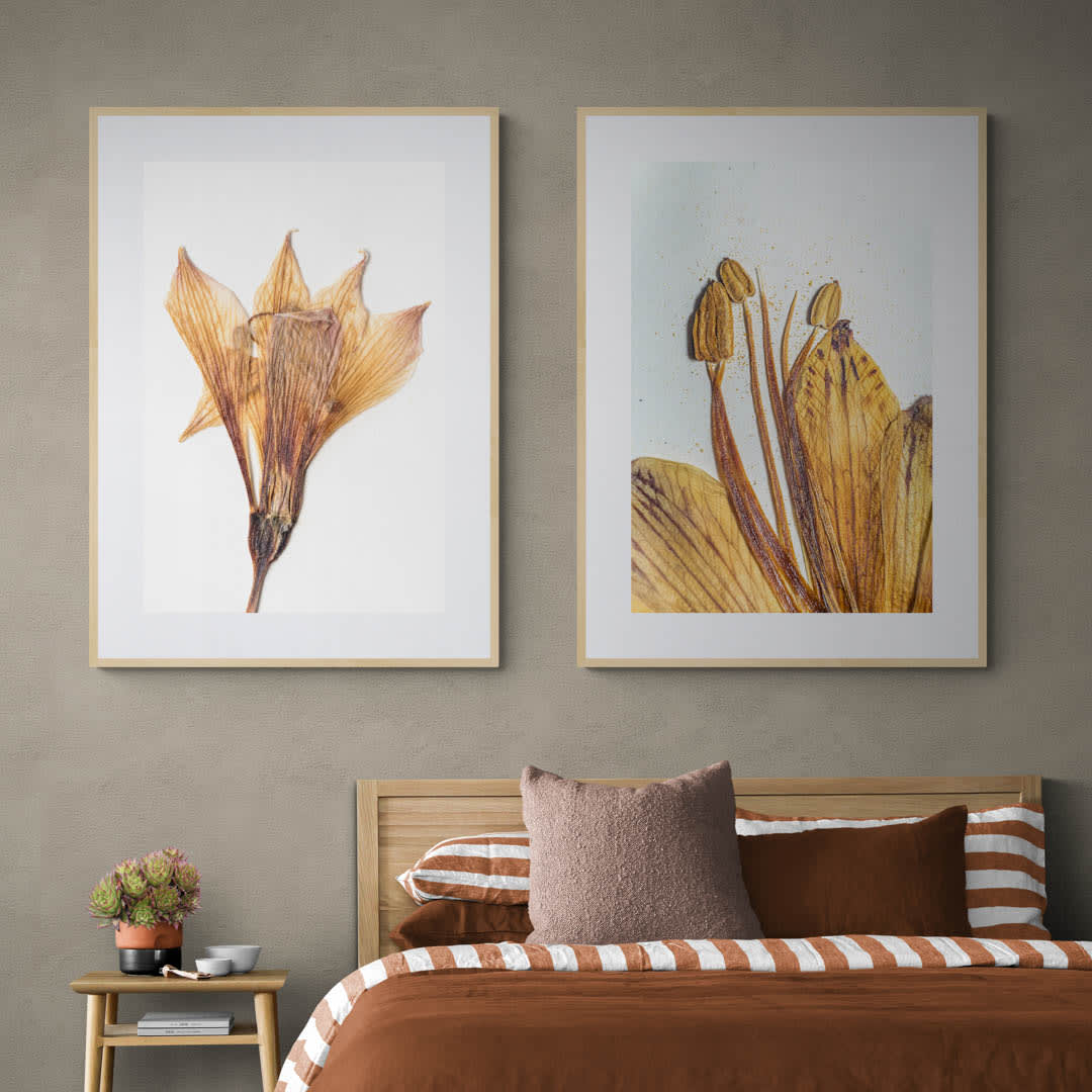 Cuadro flor seca Alstroemeria Achirae 11