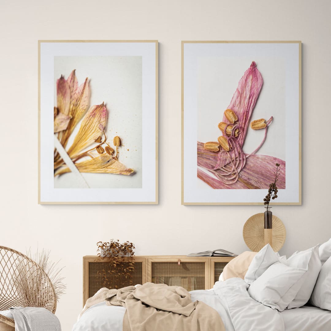 Cuadro flor seca Alstroemeria Marticorenae 11