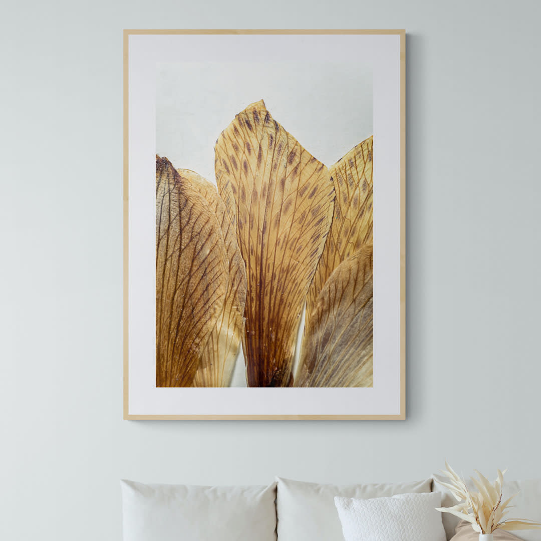 Cuadro flor seca Alstroemeria Achirae 22