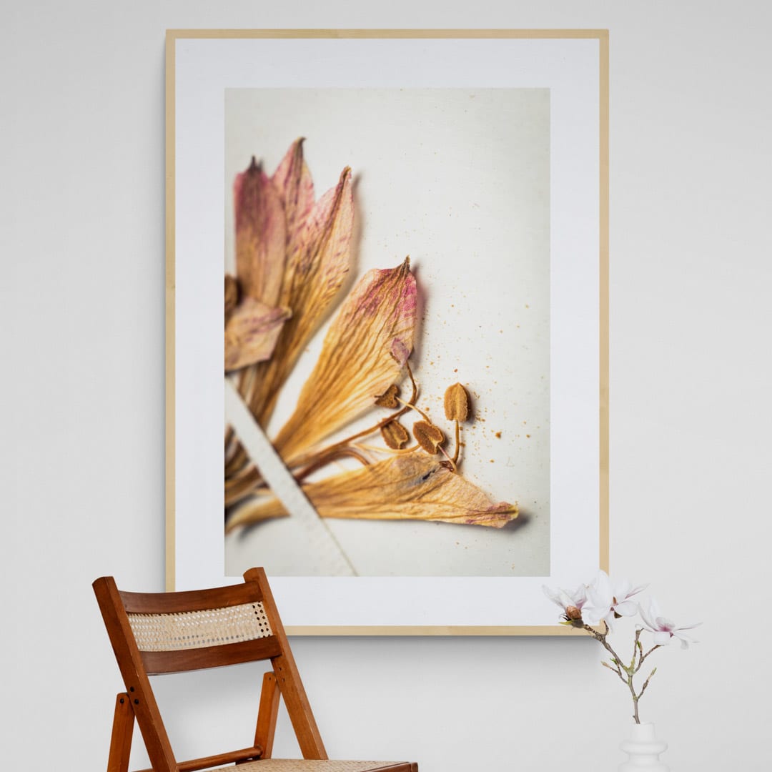 Cuadro flor seca Alstroemeria Marticorenae 12