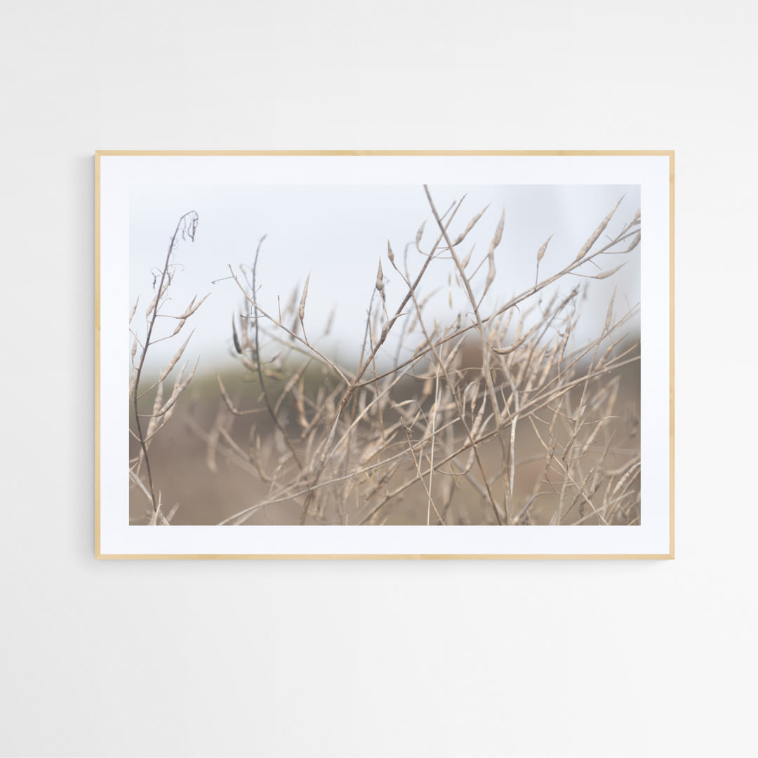 Cuadro plantas costeras silvestres2