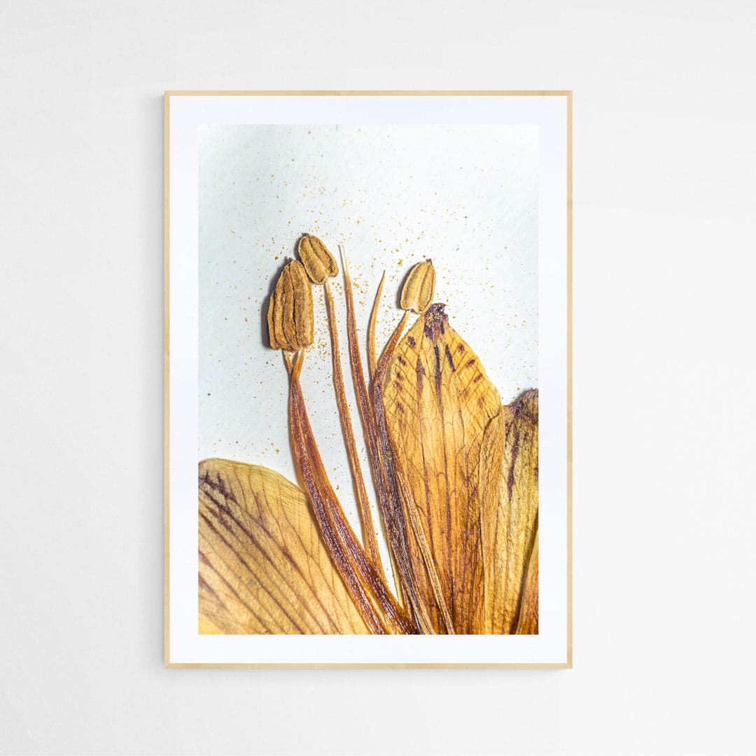 Cuadro flor seca Alstroemeria Achirae 12