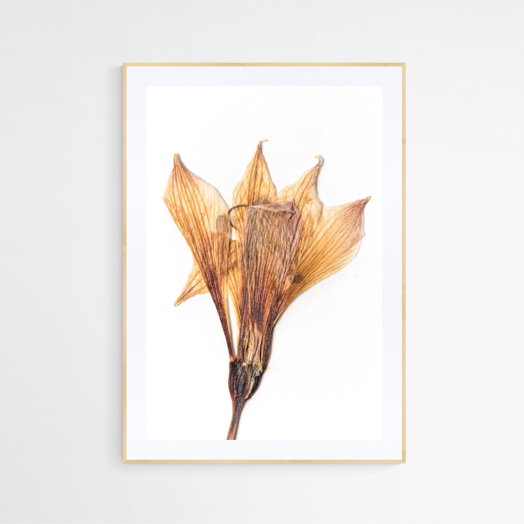 Cuadro flor seca Alstroemeria Marticorenae 21