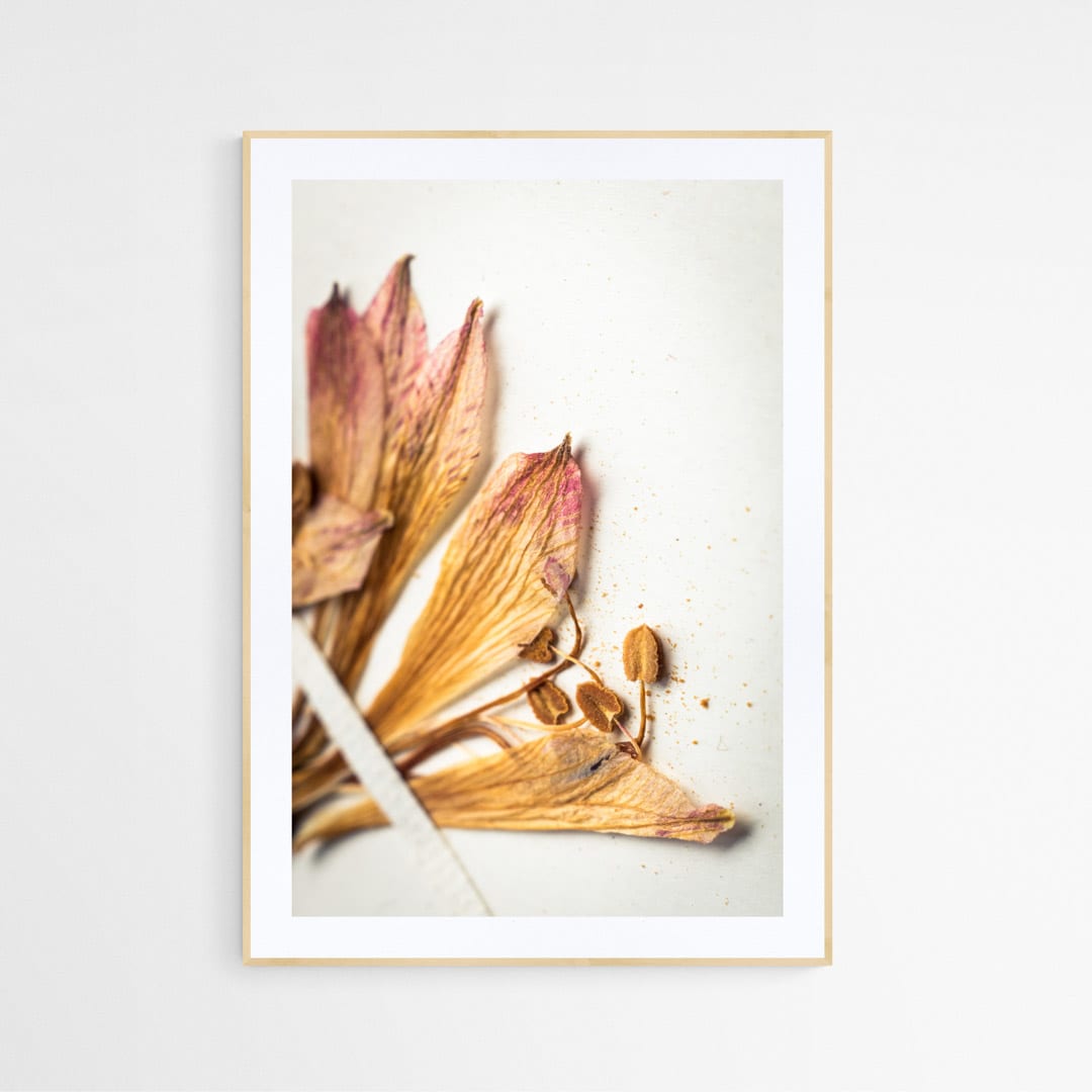 Cuadro flor seca Alstroemeria Marticorenae 13