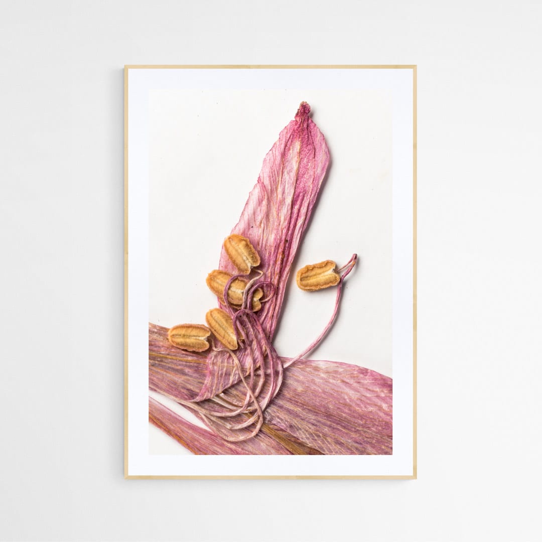 Cuadro flor seca Alstroemeria Mollensis1