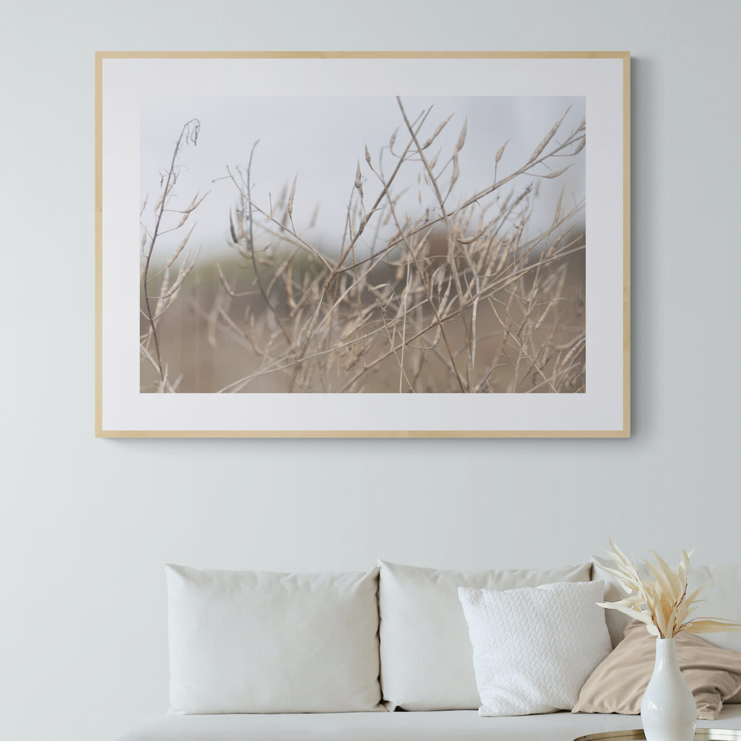 Cuadro plantas costeras silvestres1