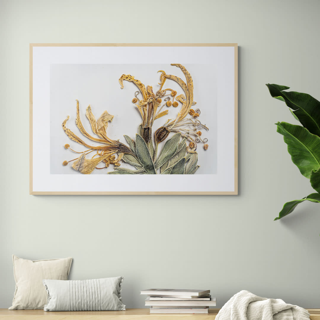 Cuadro flor seca Alstroemeria Andina Venustula1