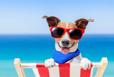 Bandana Refrigerante - Pet Cooling Scarf (Large Celeste)