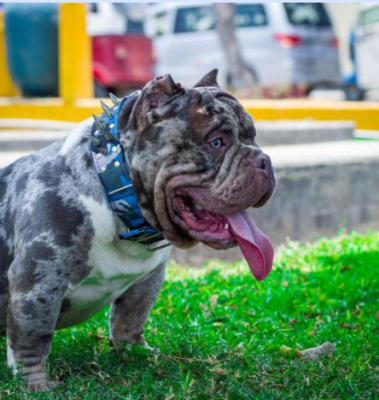 Duk Lup Collar Monster - Talla M