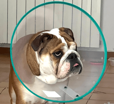 COLLAR ISABELINO BULLDOG