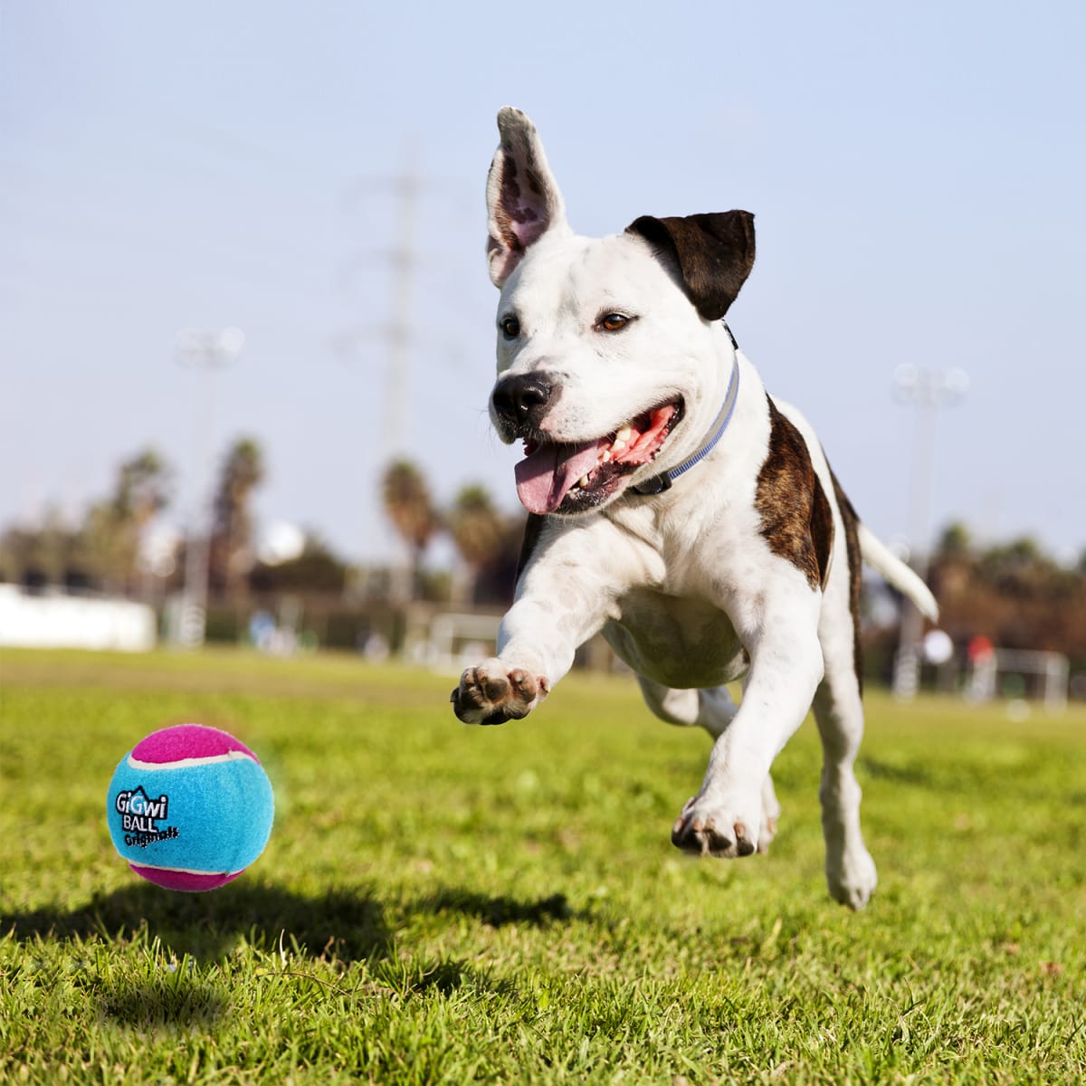 Gigwi M size tennis ball 'GiGwi ball originals' (3pcs)4