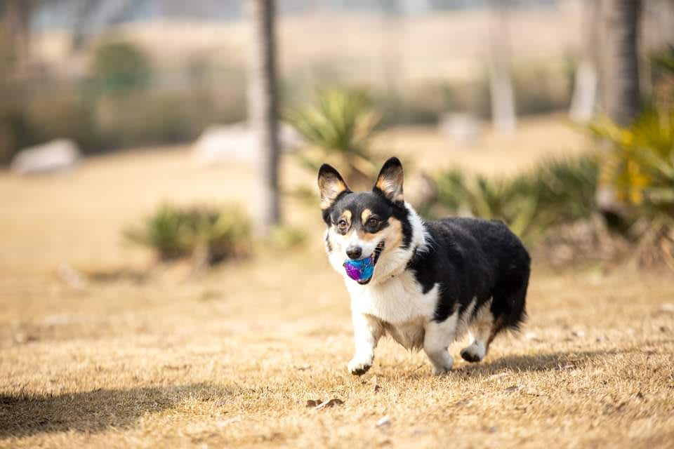 Gigwi Ball Squeak Talla M3