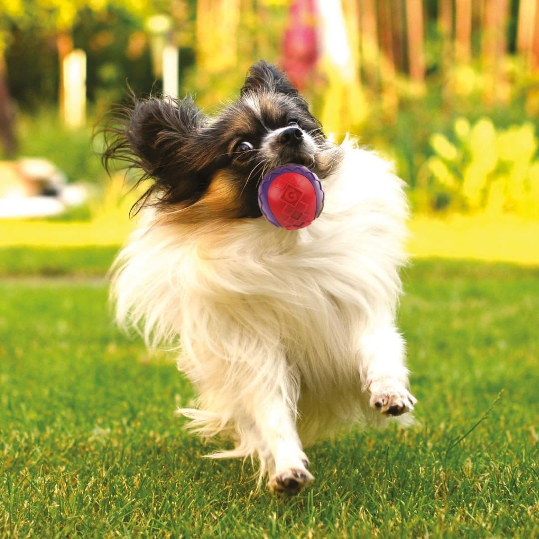 GIGWI BALL SMALL2
