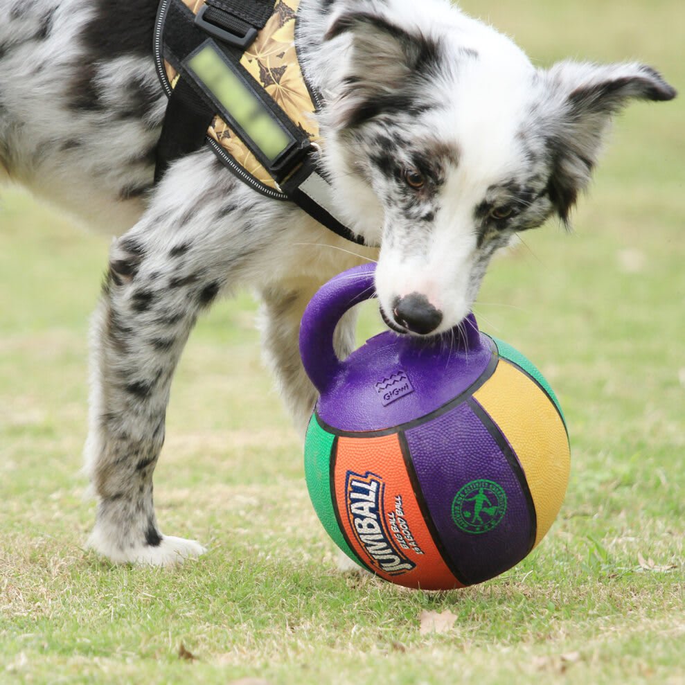 Gigwi Jumball basketball2