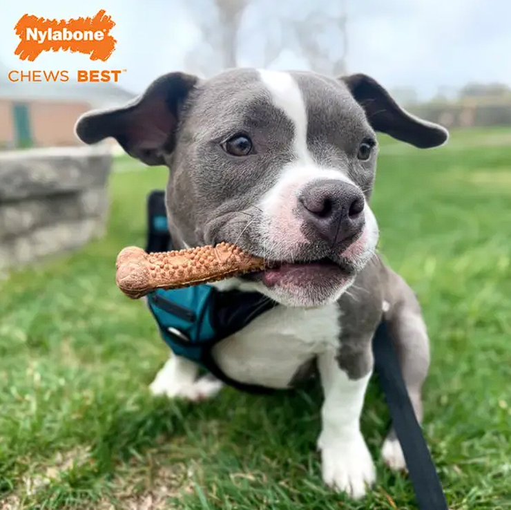 NYLANOBE HEALTHY EDIBLES  MEATY CENTER BEEF - 4 Small Chews (93.6gr)2