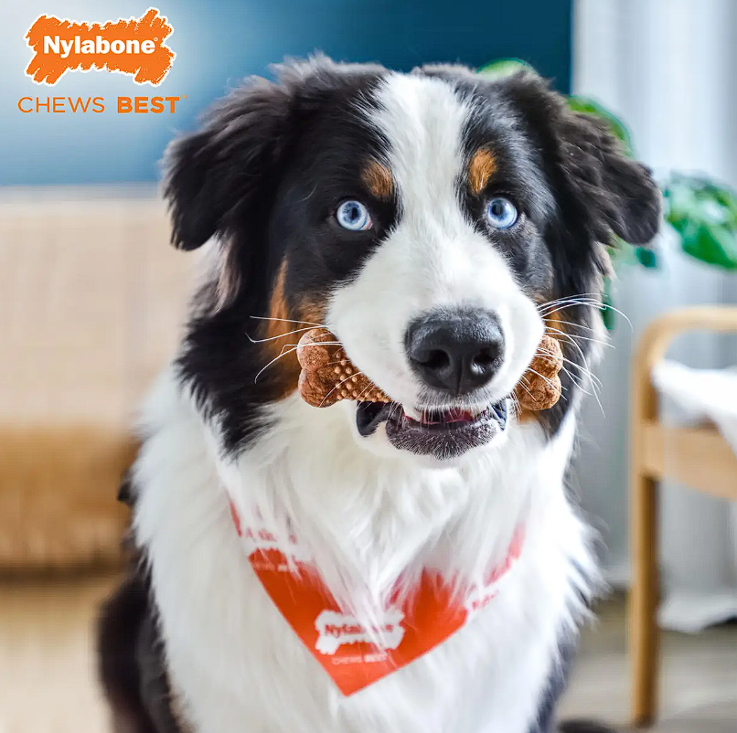 NYLANOBE HEALTHY EDIBLES MEATY CENTER BEEF - 2 Medium Chews (104gr)3