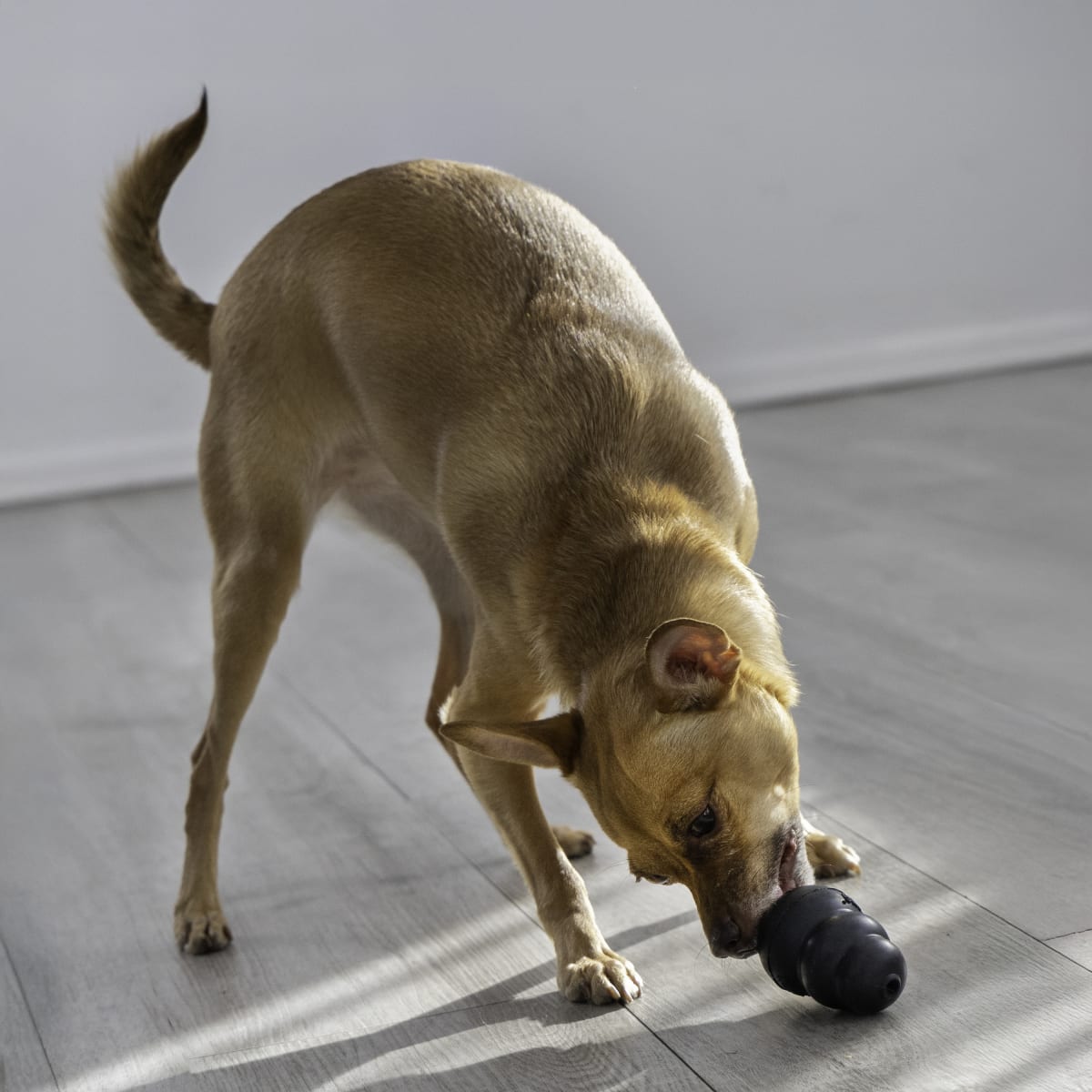 Kong Extreme Medium3