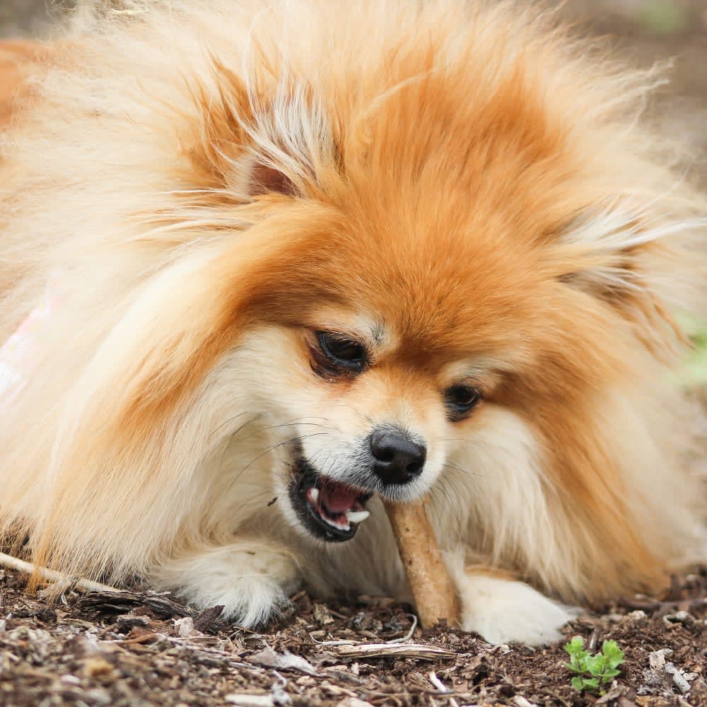 NYLABONE HEALTHY EDIBLES LONGER LASTING BACON X-Small (2 chew treats)2