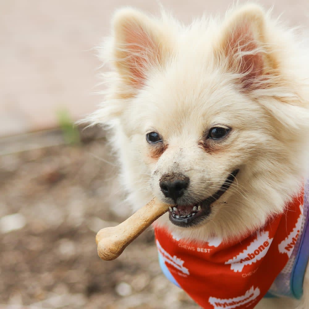 NYLABONE HEALTHY EDIBLES LONGER LASTING ROAST BEEF X-Small (2 chew treats)2