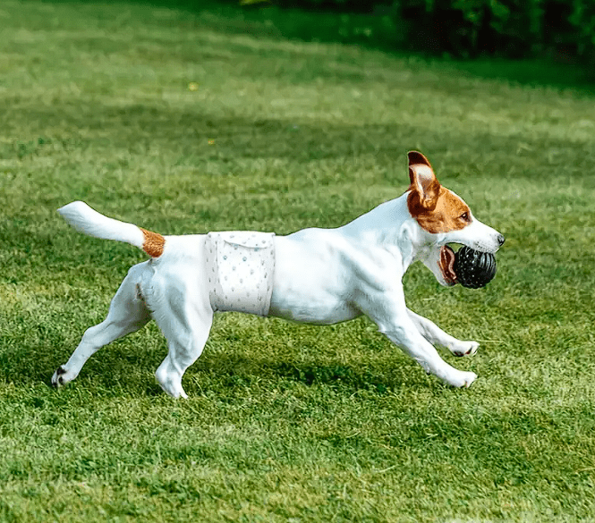 Pañales para perro (Macho) Universal Pet Diapers (12 unid) - XL3