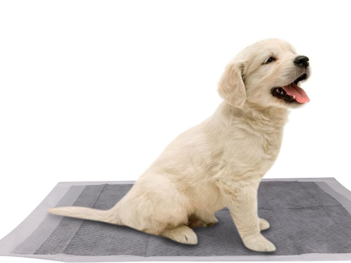 Training Pads Carbón - Pañales de Piso (Talla L)2