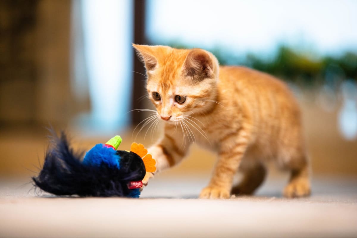 GIGWI Tucan Melody Chaser2