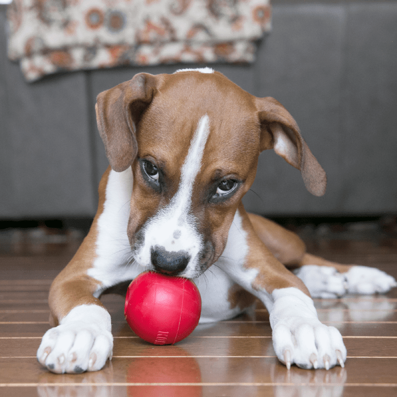 Kong Ball w/hole Small2