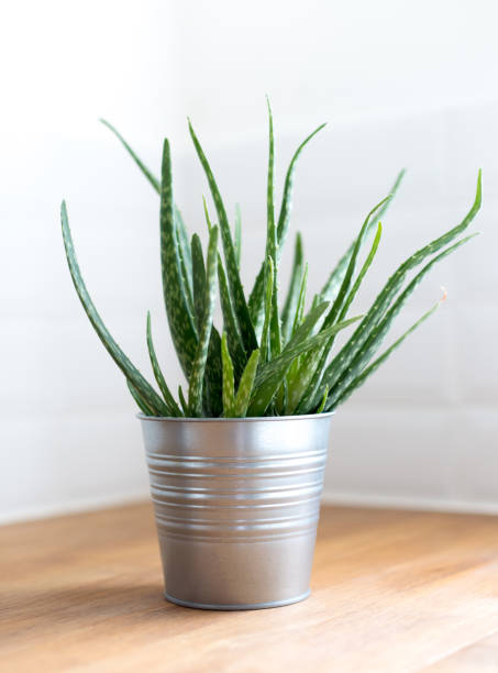 AERO METAL PROTECTION GALVANIZADO GRIS MATE3