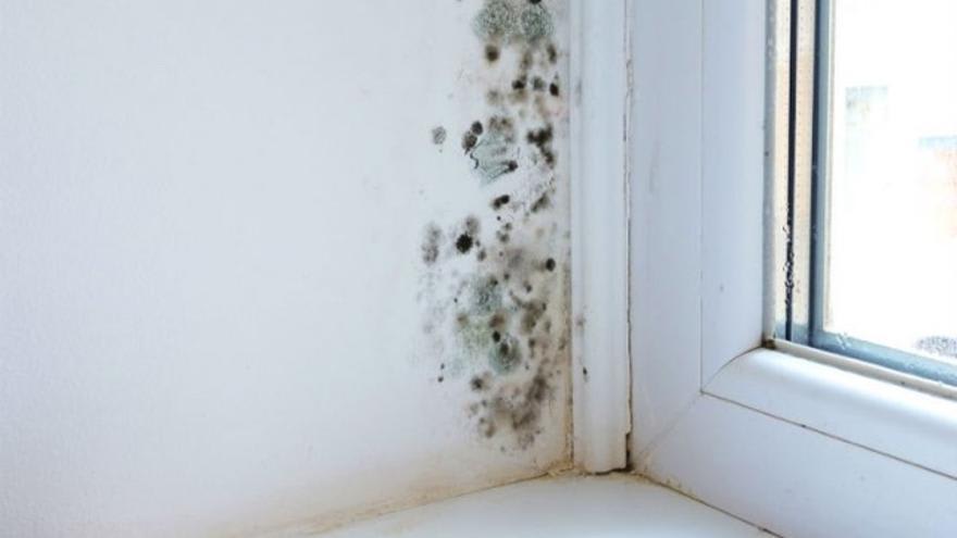 PINTURA FUNGICIDA BLANCO1