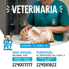 Go Pet Company ZR