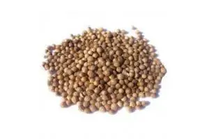semilla de cilantro